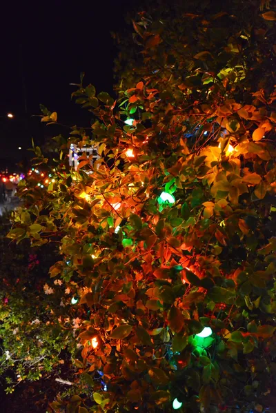 DSC_5798 (Large).JPG